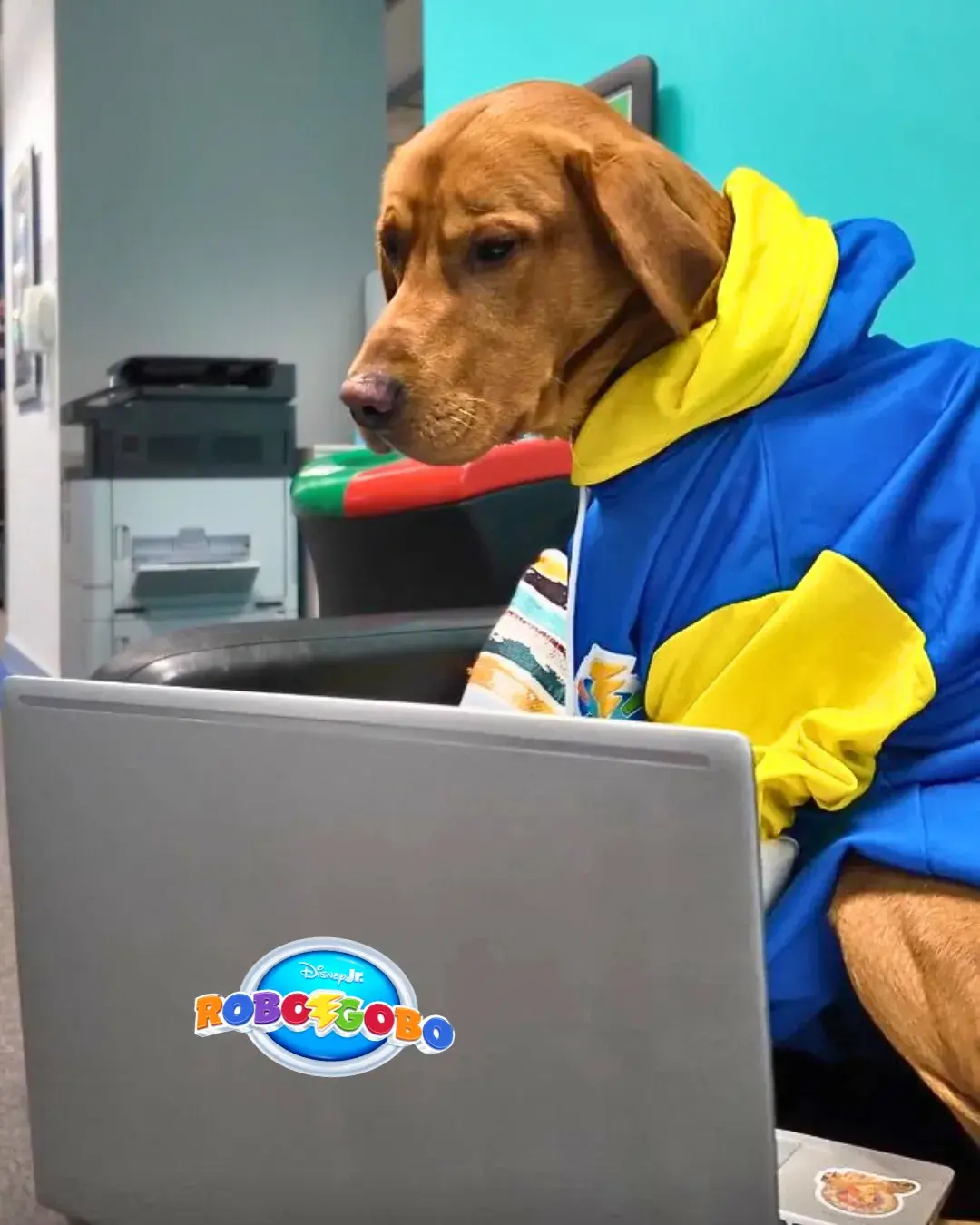 Dog watching RoboGobo