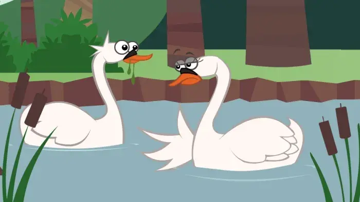 two swans looking at each other